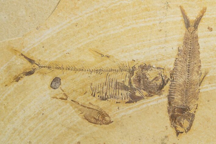 Plate of Three Fossil Fish (Knightia & Diplomystus) - Wyoming #320381